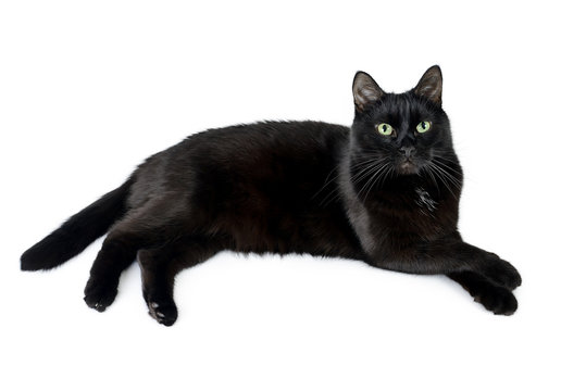 Young black cat lies on a white background laid a paw on a paw. Portrait of a black cat of Bombay breed isolated on a white background