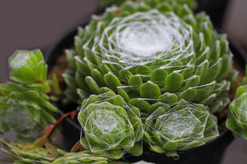 Obraz premium Miniature, small beautiful cactus flowers