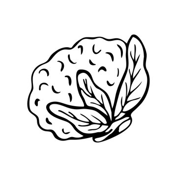 Hand drawn cauliflower isolated on a white background. Doodle, simple outline illustration. It can be used for decoration of textile, paper and other surfaces.
