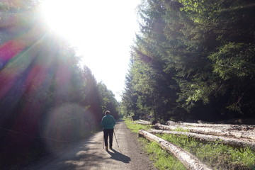 Schöne Waldlandschaft