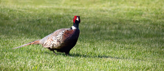 Fasan (Phasianus colchicus) auf einer Wiese-Hintergrund oder banner