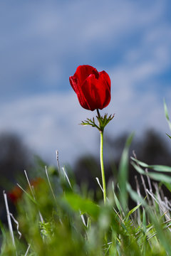 israel south  11.2.2020  red anemone coronaria flower  "kalanit" during the "darom adom" festival