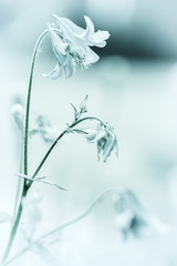 Biały kwiat, Aquilegia © anettastar