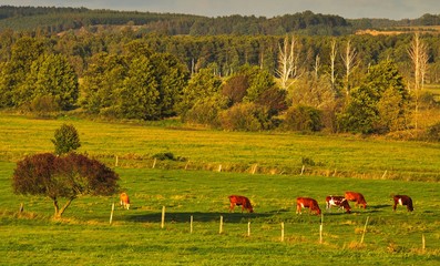 Krowy na pastwisku z oddali w tle las © Piotr