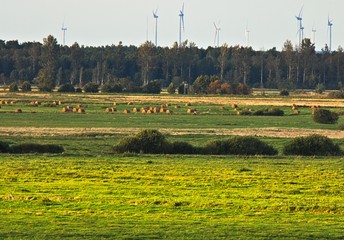 Stado krów na pastwisku © Piotr