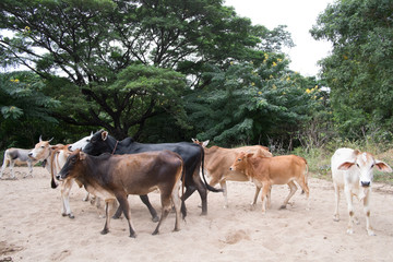 Herd of cow and ox in forest
