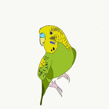 recommend clip art: Color illustration of a yellow-green cute budgie.