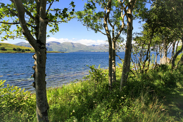 Fototapeta na wymiar Schüttere Baumreihe am Ufer eines Sees mit lichtem Schatten und Hügelketten am anderen Ufer