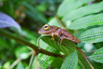 Rhacophorus margaritifer on leaf