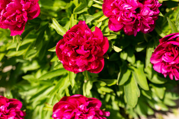Beautiful vibrant peonies on a sunny day.