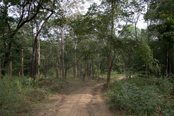 Fototapeta premium dust and sand in forest