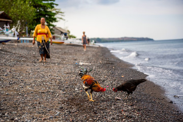 A rooster and chicken in Amed beach. Bali, Indonesia