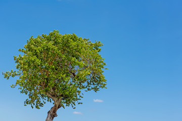 lonely tree and cloudless blue sky, copy space