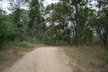 dust and sand in forest