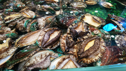 Fresh big abalone