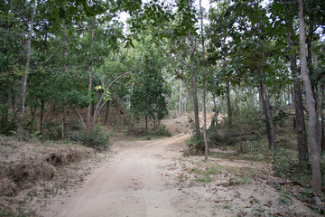 dust and sand in forest