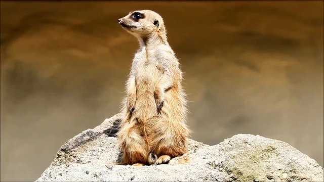 Meerkat Standing In Alert Position
