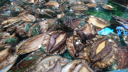 Fresh big abalone