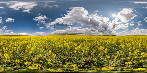 full seamless spherical hdri panorama 360 degrees angle view on among rapseed canola colza fields...