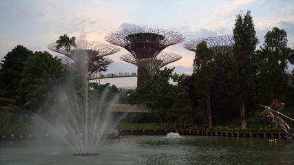 Supertree Grove and Fountain During Sunset at Gardens by The Bay in Singapore