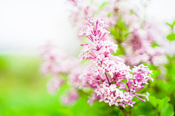 in the foreground branches of light pink lilac, the background is blurred