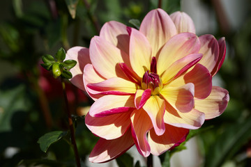 Fototapeta premium Dahlia flower in garden