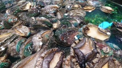 Fresh big abalone