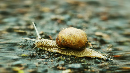 Snail Muller on the road. 