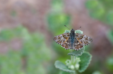Marshmallow Hoppy butterfly / Carcharodus alceae on plant