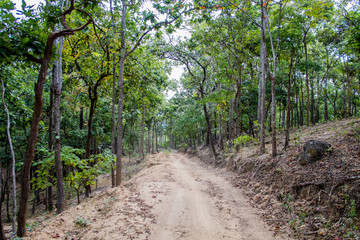 dust and sand in forest