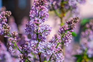 Green branch with spring lilac flowers. Purple flowers close-up