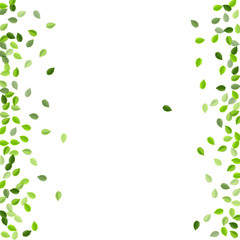 Olive Leaf Fresh Vector Illustration. Fly Greens 