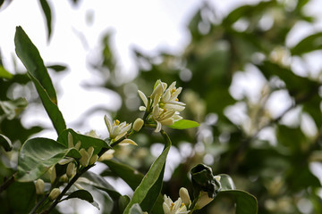 orange fruit tree and blossom