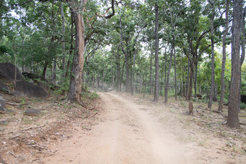 dust and sand in forest