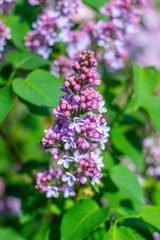 Green branch with spring lilac flowers. Purple flowers close-up