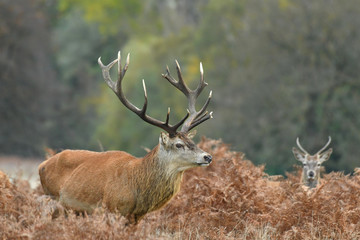 Red deer cervus elaphus in autumn colours