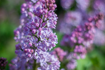 Green branch with spring lilac flowers. Purple flowers close-up