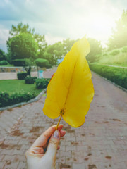 Large yellow autumn leaf in a woman's hand against the background of the sun close-up