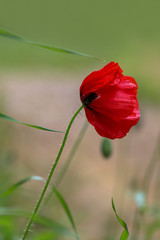 Obraz premium Poppy flower ; Papaver rhoeas , Papaveraceae 