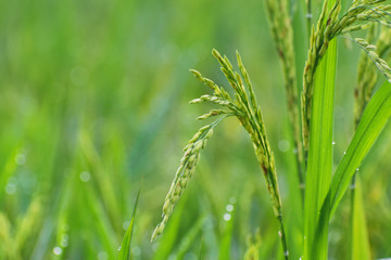 beautiful close up of green rice plant with dewdrops in an organic agricultural field of India, Asia  