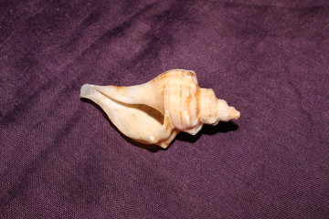 Exotic sea shell isolated on dark background.