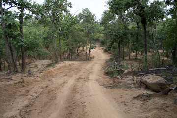 dust and sand in forest