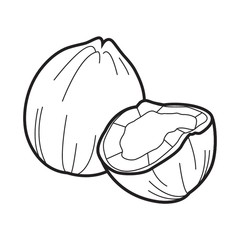 coconut illustration