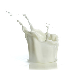 pouring of milk splash isolated white background