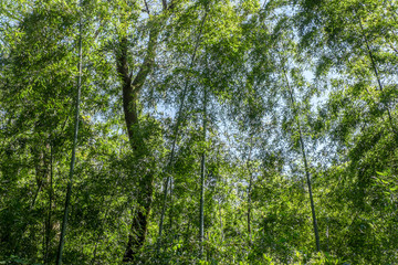 春風そよぐ竹林