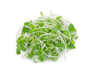 fresh green young sunflower sprouts isolated on white background