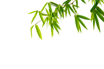 Close up bamboo leaves isolated on white background with clipping paths