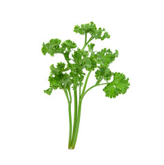 fresh green parsley vegetable isolated on a white background