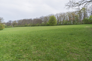 Beautiful spring nature scene. Green meadow in the park
