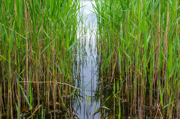 Obraz premium View of a quarry pond from the shore through a lot of reeds with overcast skies and calm water in northern Germany